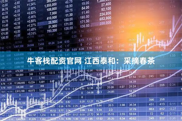 牛客栈配资官网 江西泰和：采摘春茶